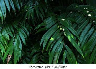 Green leaves close up, tropical rainforest  - Shutterstock ID 1735763162
