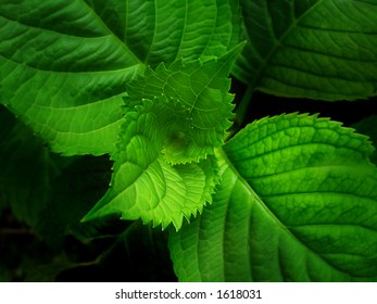 Green leaves close-up - spiral of life, genesis - Shutterstock ID 1618031