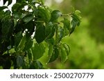 The green leaves of the cornus sanguinea, the common dogwood or bloody dogwood covered with rain drops in a rainy summer day.