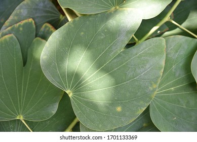 Green Leaves Of Cow's Paw Tree