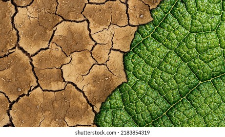 Green Leaves And Cricket Pitch Texture Background Of Soil