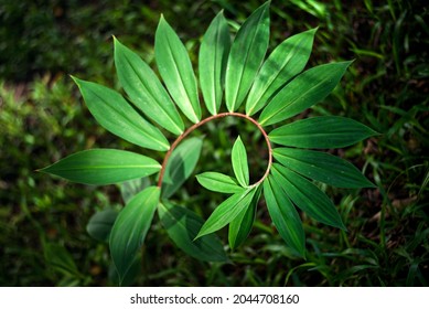 Green Leaves Curve Like Golden Ratio In Nature