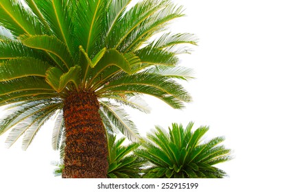 Green Leaves Of Cycad Plam Tree Plant Isolated White Background Use For Garden And Park Decorated