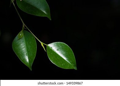 Green Leaves In The Dark Climate