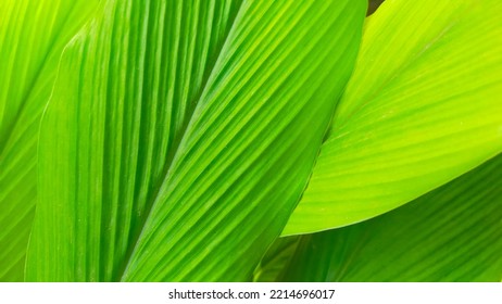 Green leaves with diagonal patterns