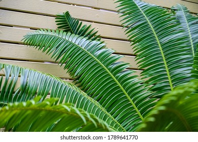 Green Leaves Of Dioon Spinulosum (giant Dioon, Or Gum Palm)- Cycad Endemic To Limestone Cliffs And Rocky Hillsides In Tropical Rainforests, Planted Against Yellow Plywood Fence