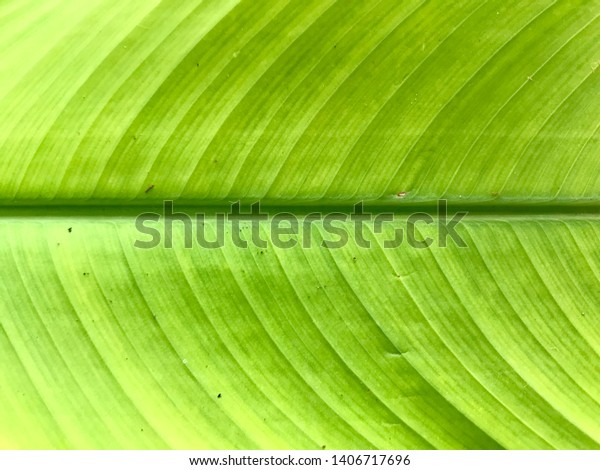 Green leaves are divided in half,\
straight lines dividing the middle of the green\
scene