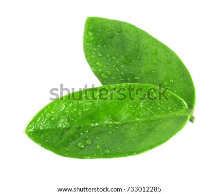 Green leaves with drops isolated on a white background