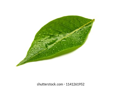 green leaves with drops water isolated on a white background. - Shutterstock ID 1141261952