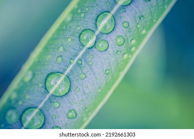 Green leaves drops of water natural background. Zen, meditation nature closeup, abstract organic texture background. Beautiful sunny leaf texture nature. Tranquil spring flora plants ecology concept - Shutterstock ID 2192661303