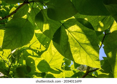 Green leaves during the sunny day fresh background. Large Green Northern Catalpa Tree Leaf.