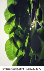 Green Leaves Of An Edible Plant,in Front Of A Strong Light Source