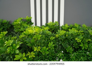 Green leaves of Edible-stemed Vine,green leaves of ornamental shrubs and raw concrete wall background ,Outdoor interior design of park at house.