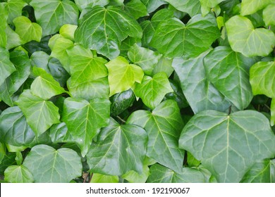 Green Leaves Of English Ivy 