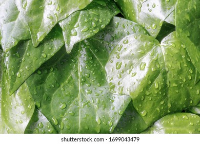 Green Leaves Of English Ivy (Hedera Helix) In The Rain. San Francisco Bay Area, California, USA.