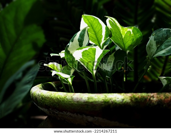 green leaves. Epipremnum aureum is a species in the arum\
family Araceae, native to Mo\'orea in the Society Islands of French\
Polynesia. 