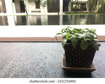 Green Leaves Episcia Cupreata Plant In 
Baked Clay Put Near The Window In Front Of Vowel