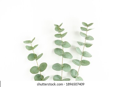 Green Leaves Eucalyptus Isolated On White Background. Flat Lay, Top View