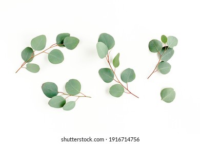 green leaves eucalyptus isolated on white background. flat lay, top view - Shutterstock ID 1916714756