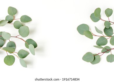 Green Leaves Eucalyptus Isolated On White Background. Flat Lay, Top View