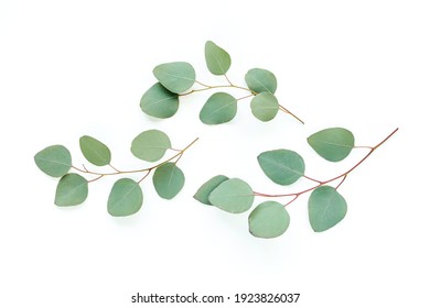 Green leaves eucalyptus isolated on white background. flat lay, top view