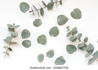 Green Leaves Eucalyptus On White Background. Flat Lay, Top View