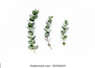 Green Leaves Eucalyptus On White Background. Flat Lay, Top View