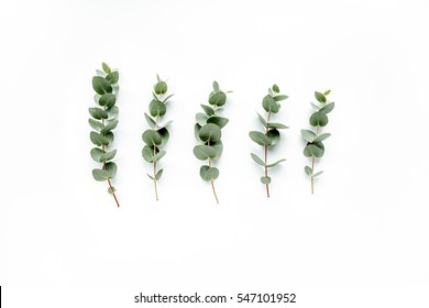 Green Leaves Eucalyptus On White Background. Flat Lay, Top View