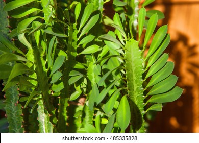 Green Leaves Of Euphorbia Trigona