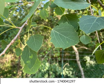 Green Leaves Of European Aspen Or Cottonwood Tree - Populus Tremula