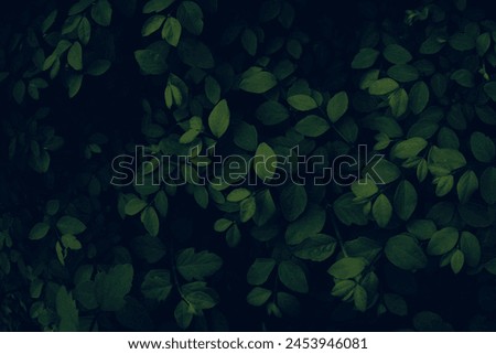 Similar – Image, Stock Photo Closeup of lush dark green leaves of capers on natural background
