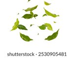 Green leaves falling in the air isolated on white background.