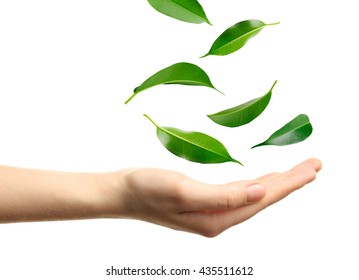 Green Leaves Falling Into Woman Hand, Isolated On White