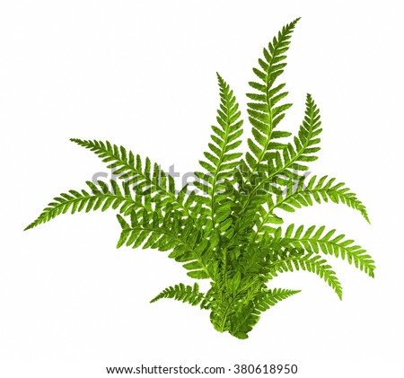 Green leaves of fern isolated on white