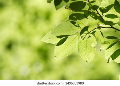 Green Leaves In The Florest