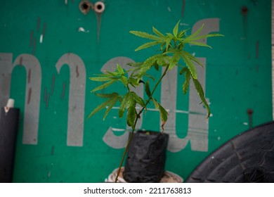 Green Leaves And Flower Of Canabis Plant