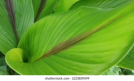 Green of leaves flower. flat lay. Nature concept. - Shutterstock ID 2223839599