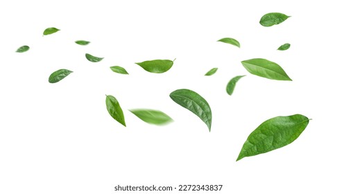 Green leaves flying in the air isolated on white background.Day of clean air. - Shutterstock ID 2272343837