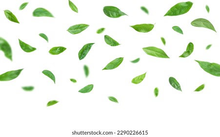 Green leaves flying in the air isolated on white background.Day of clean air. - Shutterstock ID 2290226615
