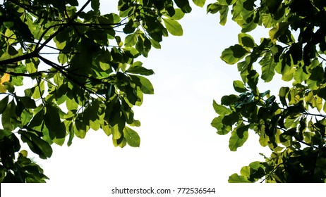 Green Leaves Foreground
