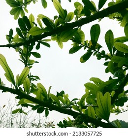 Green leaves frame formed by tree branch against the sky - Shutterstock ID 2133057725