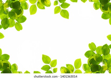 Green Leaves Frame Isolated On White Stock Photo 1401363014 | Shutterstock