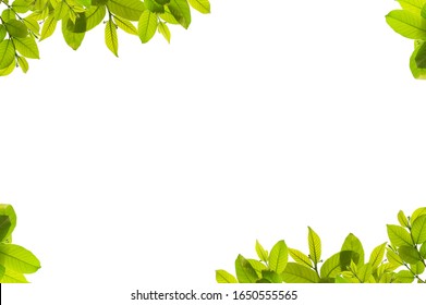 1,194,947 Frame green leaf Images, Stock Photos & Vectors | Shutterstock