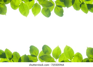 Similar Images, Stock Photos & Vectors of Green leaf isolated ...