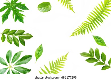 green leaves frame on white background. flat lay. - Shutterstock ID 696177298