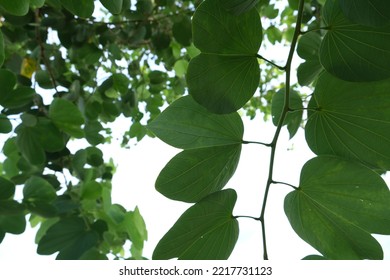 Green Leaves Of The Frangipani Tree.