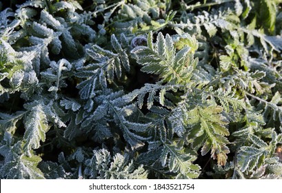 green leaves in frost. Natural background. - Powered by Shutterstock