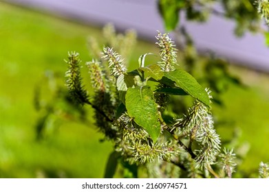 Green Leaves And Fuzzies At The Goat Willow Tree.