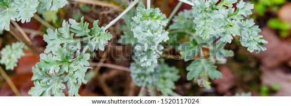 Green leaves in garden, banner. Artemisia\
absinthium leaves in garden, close up. Green plant in garden, close\
up. Artemisia absinthium ( absinthe, absinthium, absinthe wormwood,\
wormwood ) plant