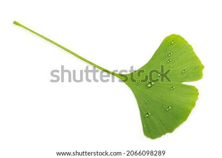 green leaves of Ginkgo biloba with water drops or dew isolated on white background.